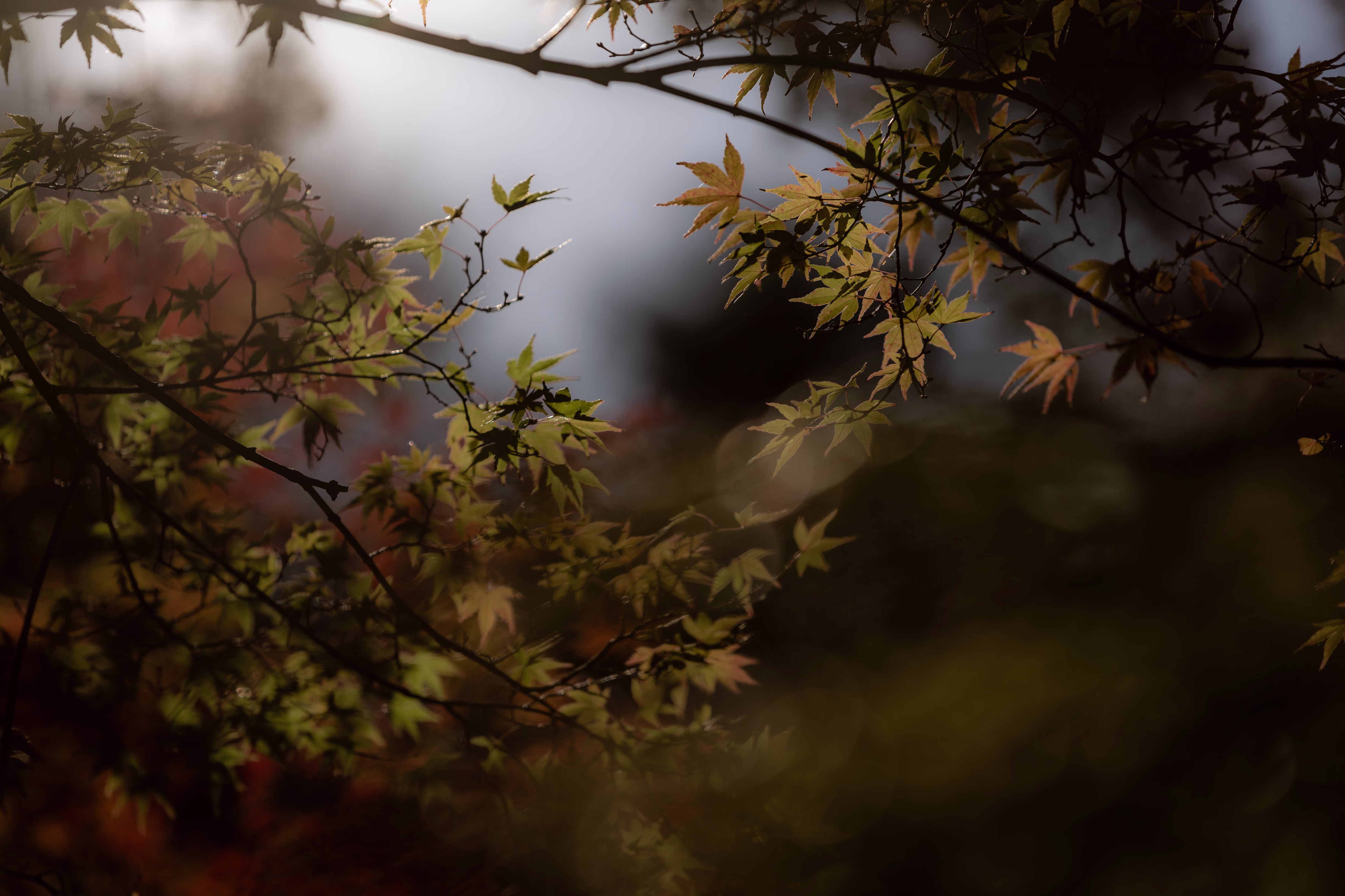 画像関連:紅葉の写真が綺麗に見えないのはディスプレイ解像度のせいです