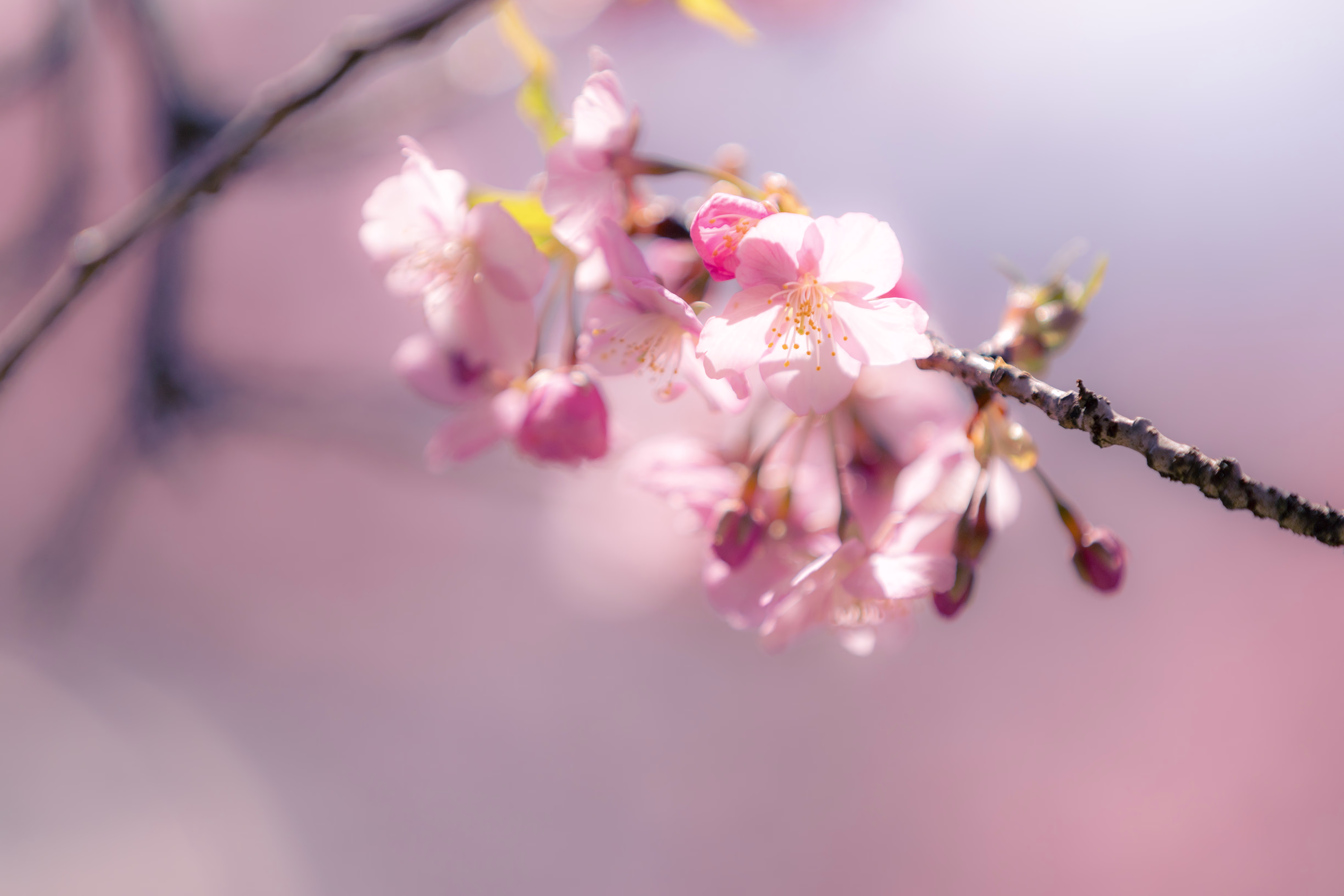 画像関連:松田山