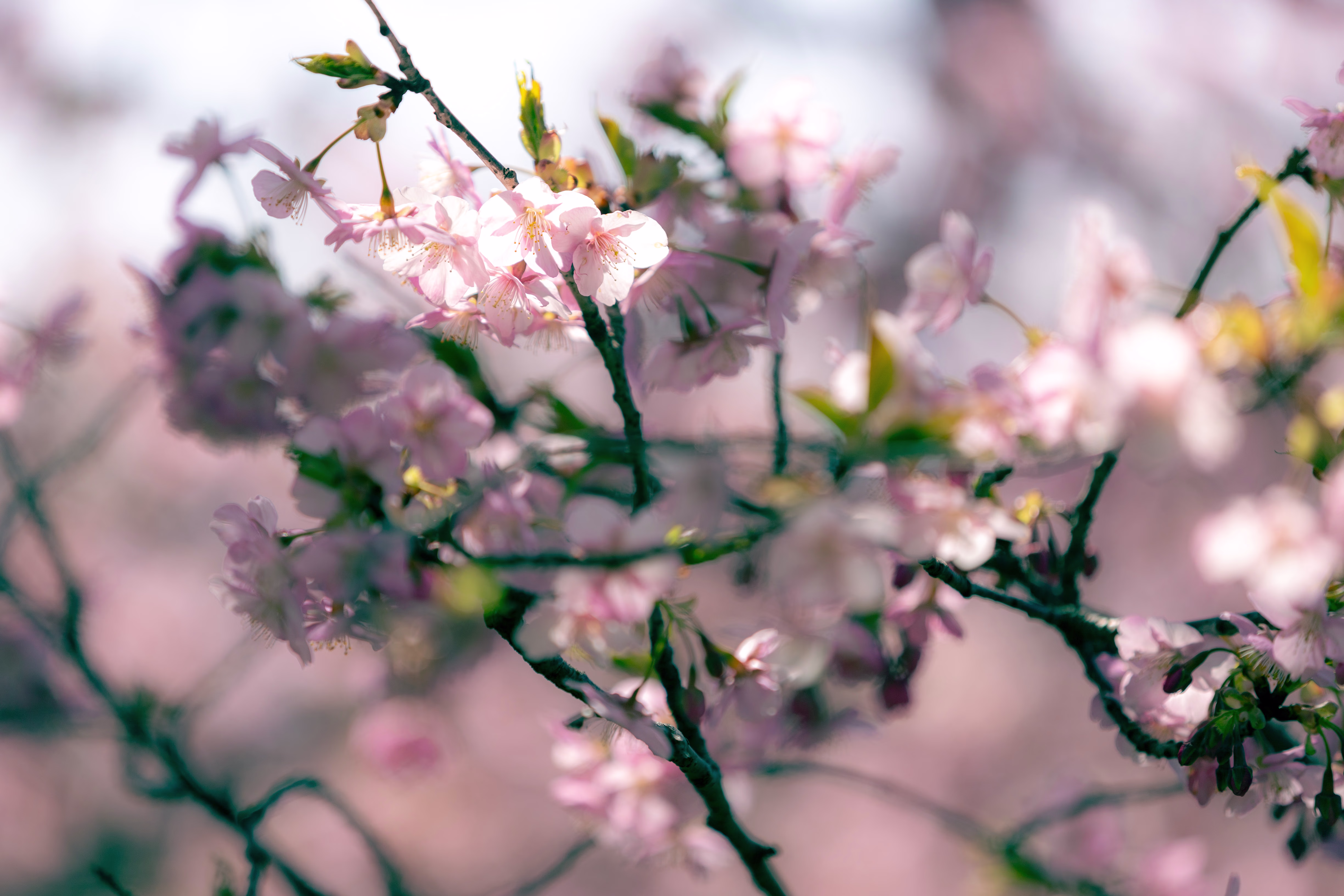 画像関連:松田山