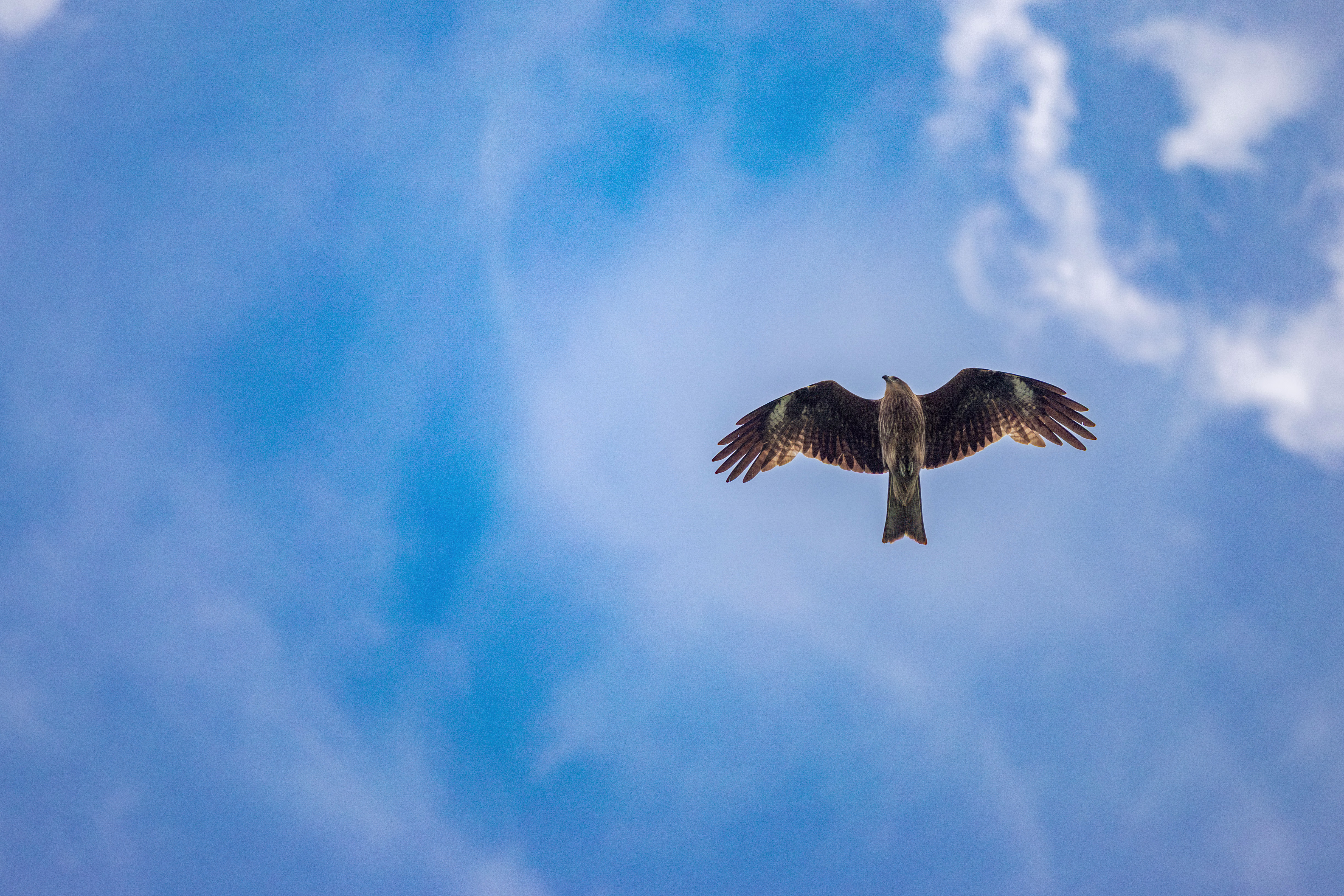 画像関連:猿島 / 記念艦 三笠 / 横須賀市自然・人文博物館