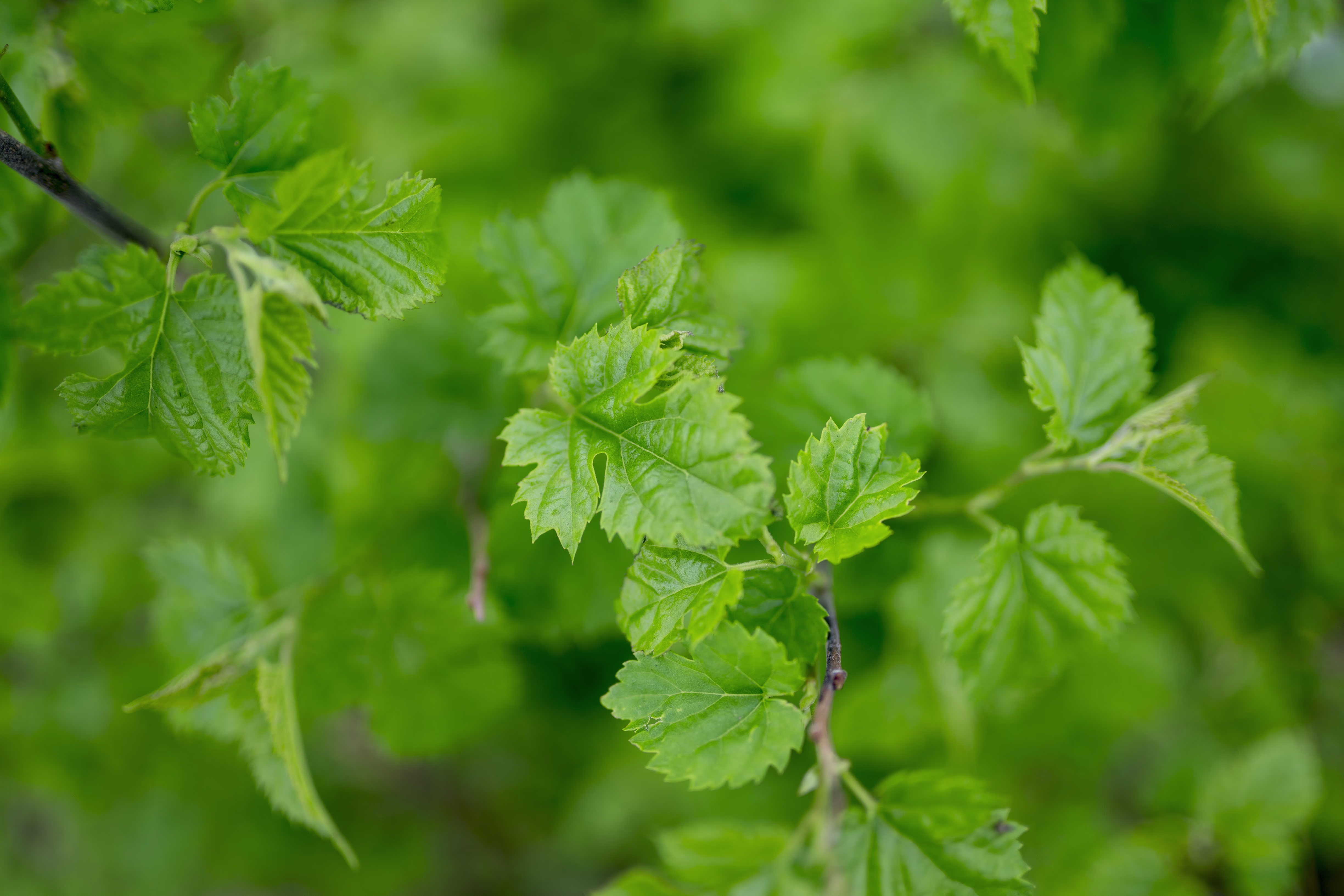 画像関連:SONY α7R II + SIGMA MC-11 を買った