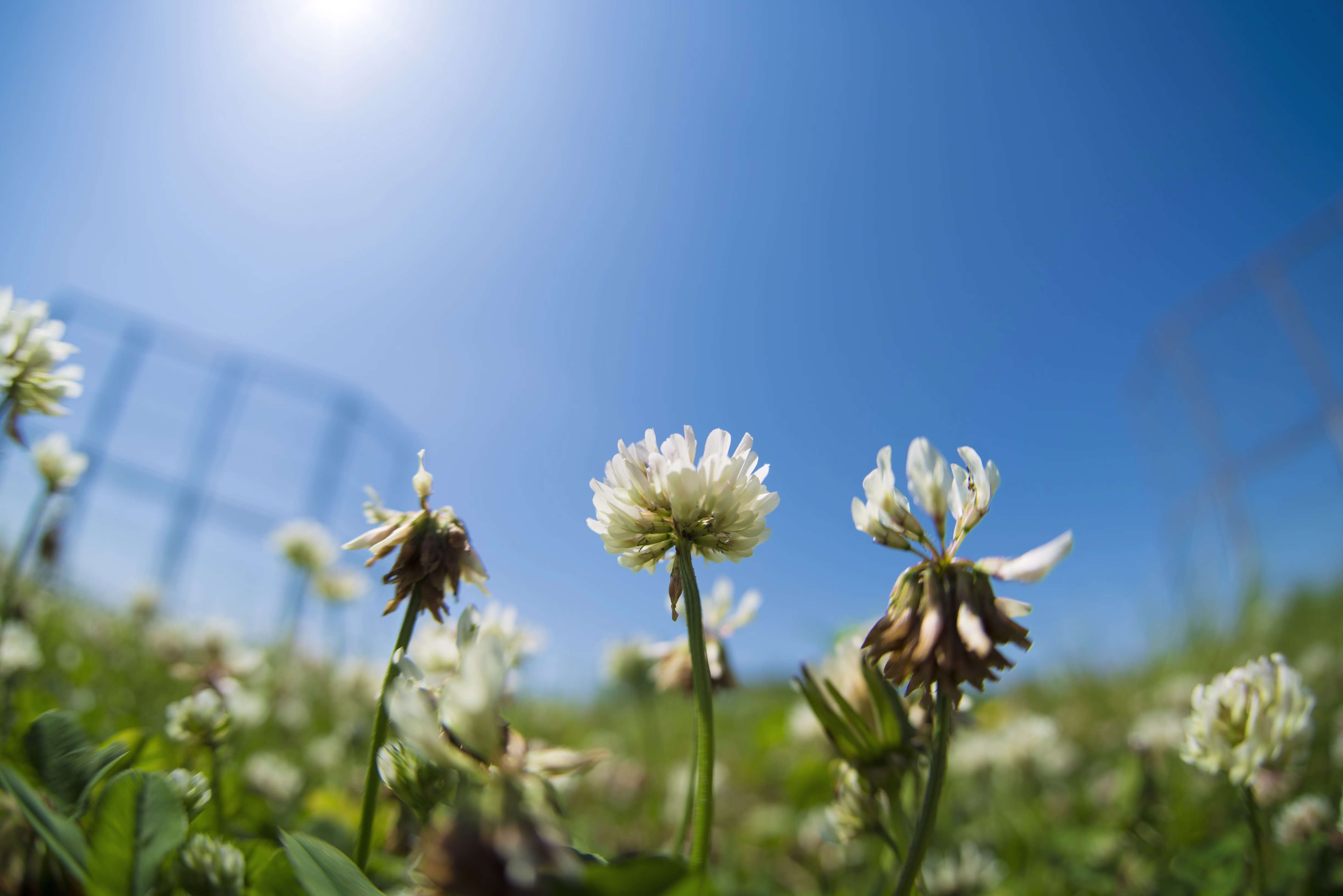 画像関連:魚眼レンズ
