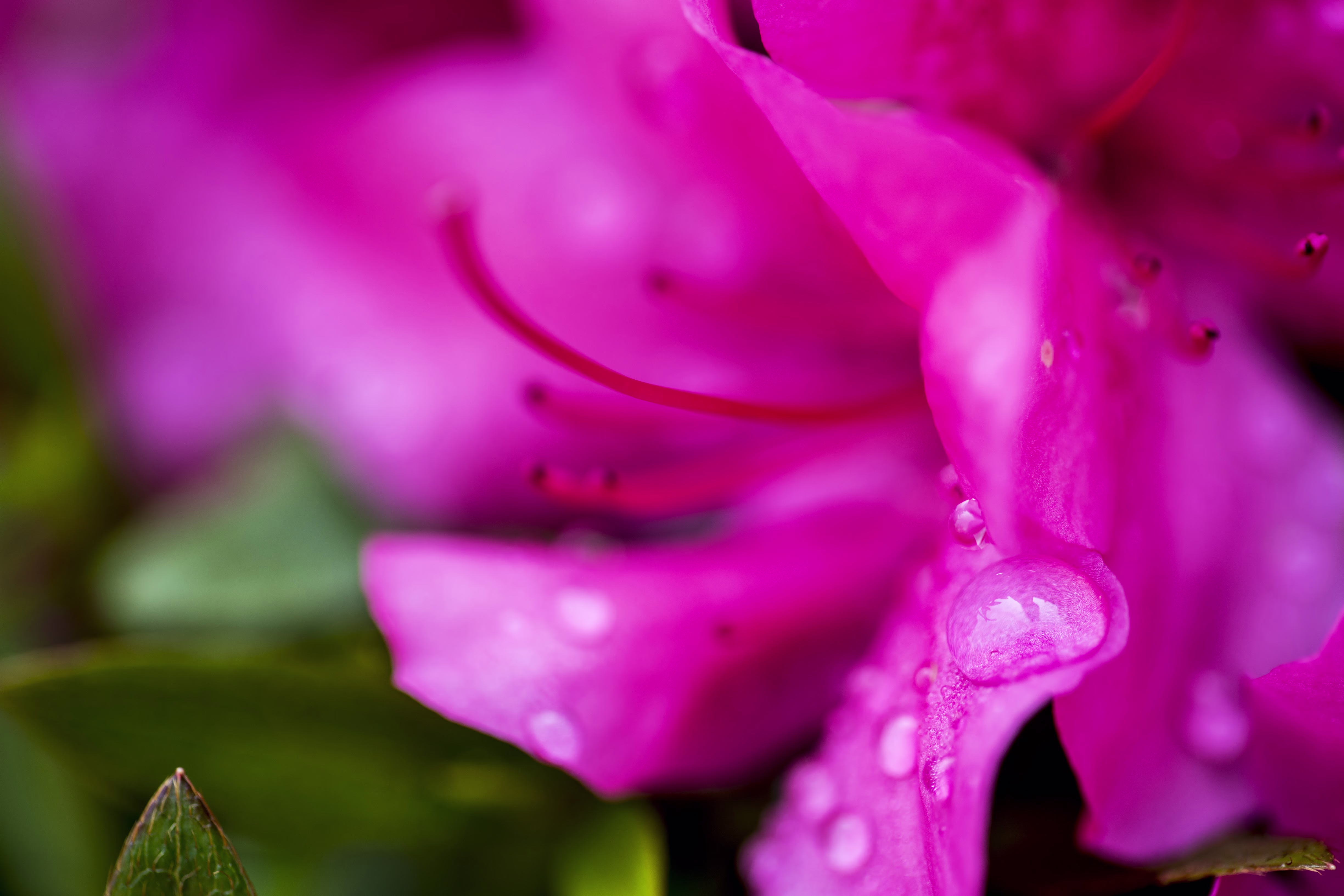 画像関連:水滴がついたサツキの花