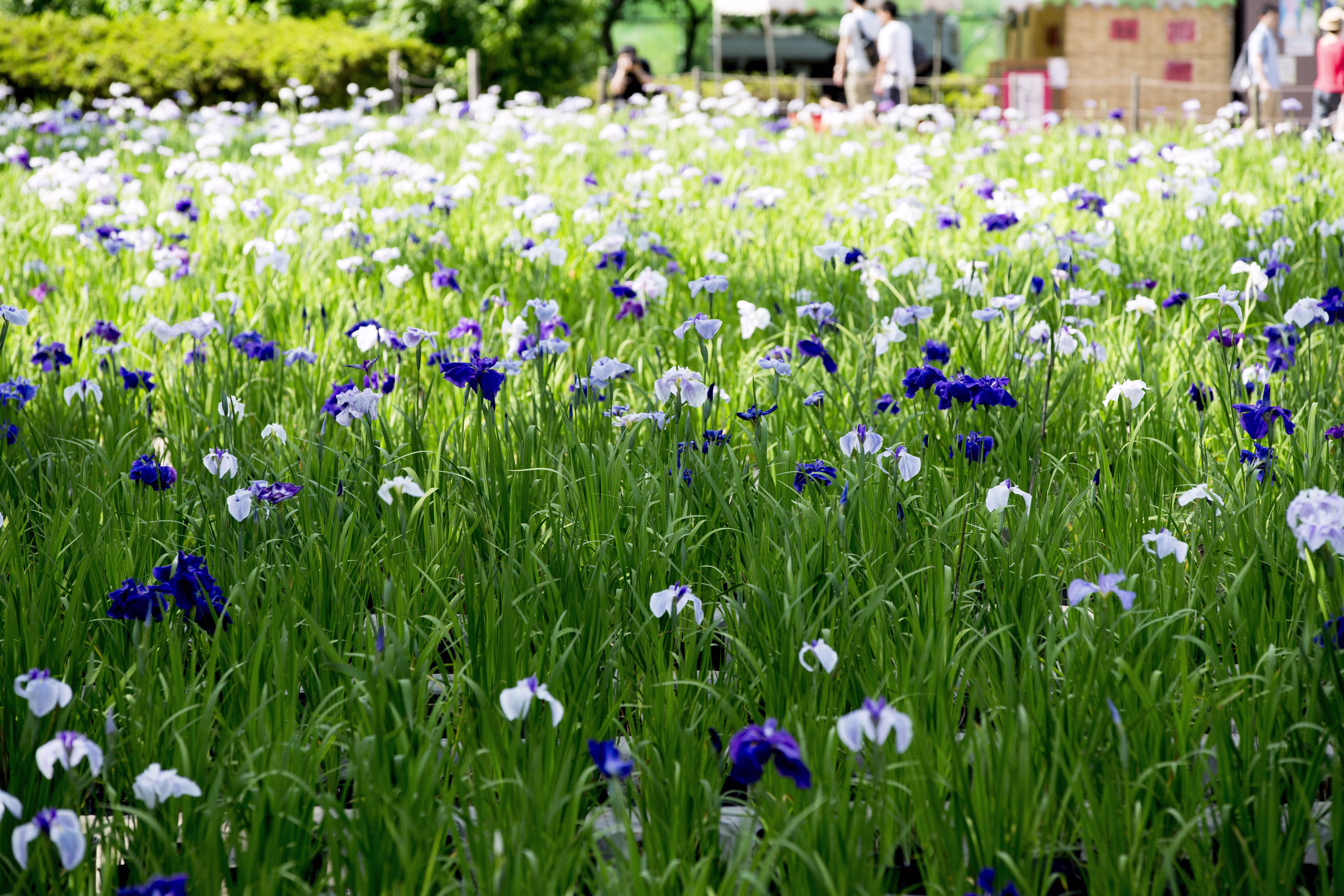 画像関連:小田原