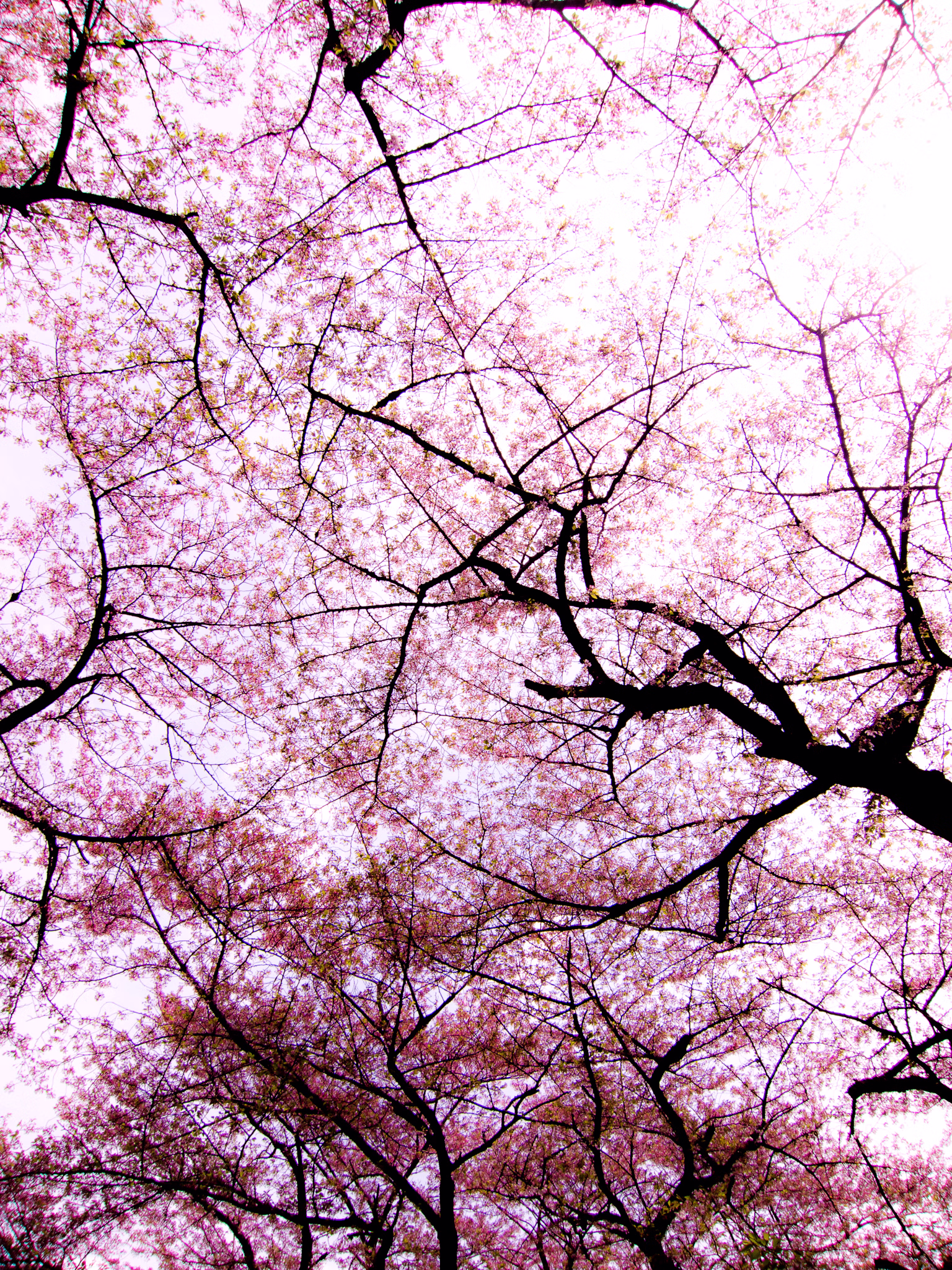 画像関連:PowerShot S100 を買った