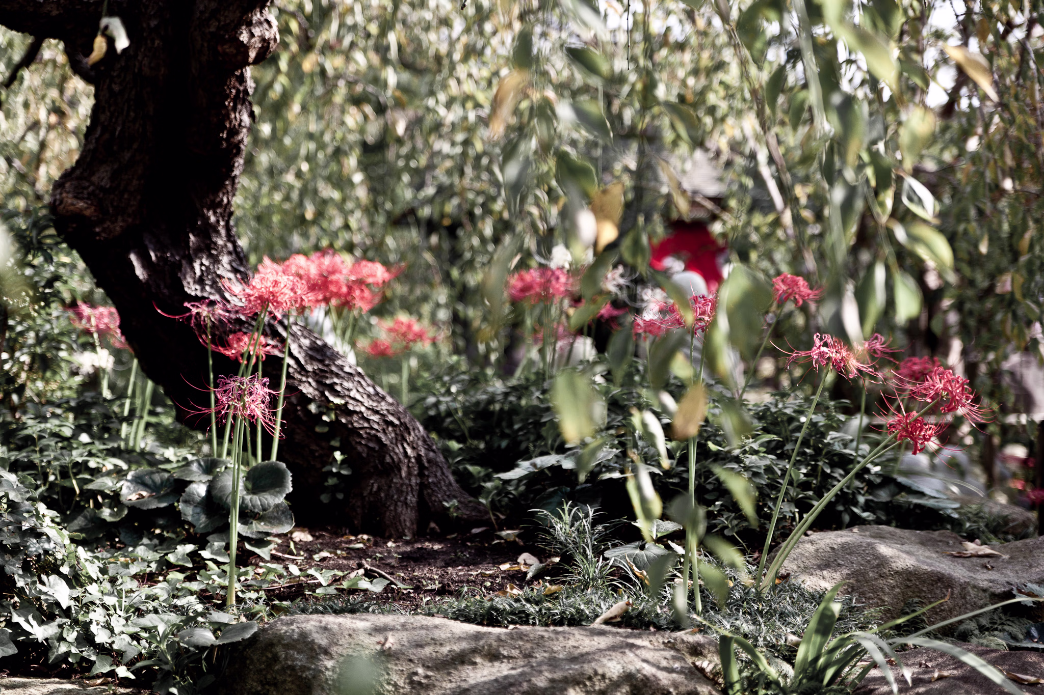 画像関連:常泉寺