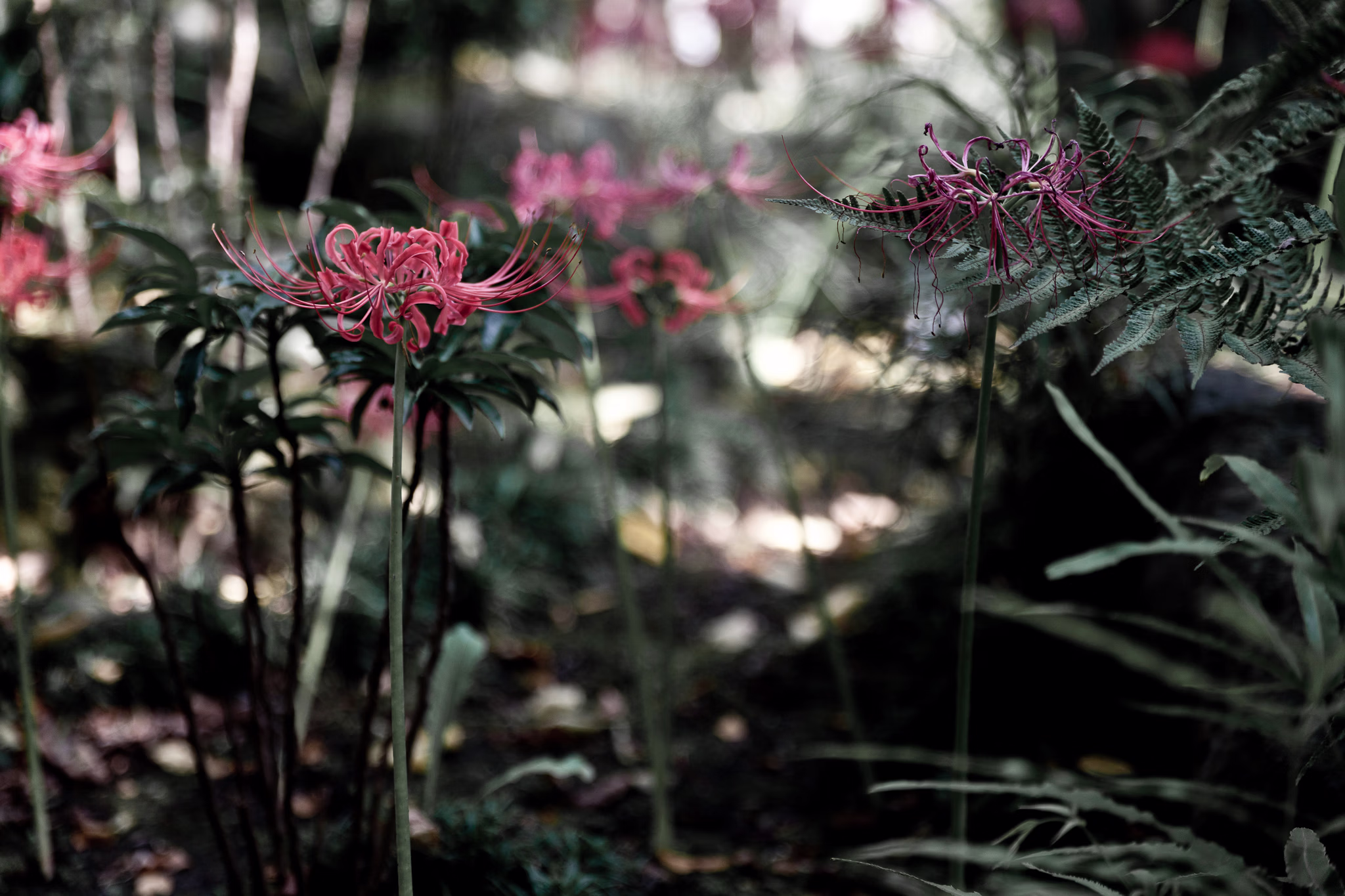 画像関連:常泉寺