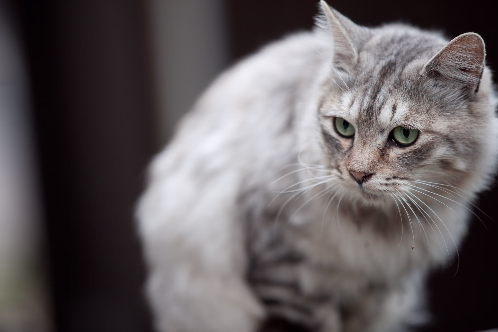 画像関連:尾道 (猫)