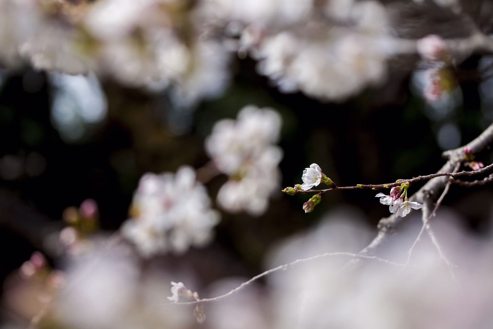 画像関連:桜・神代植物公園