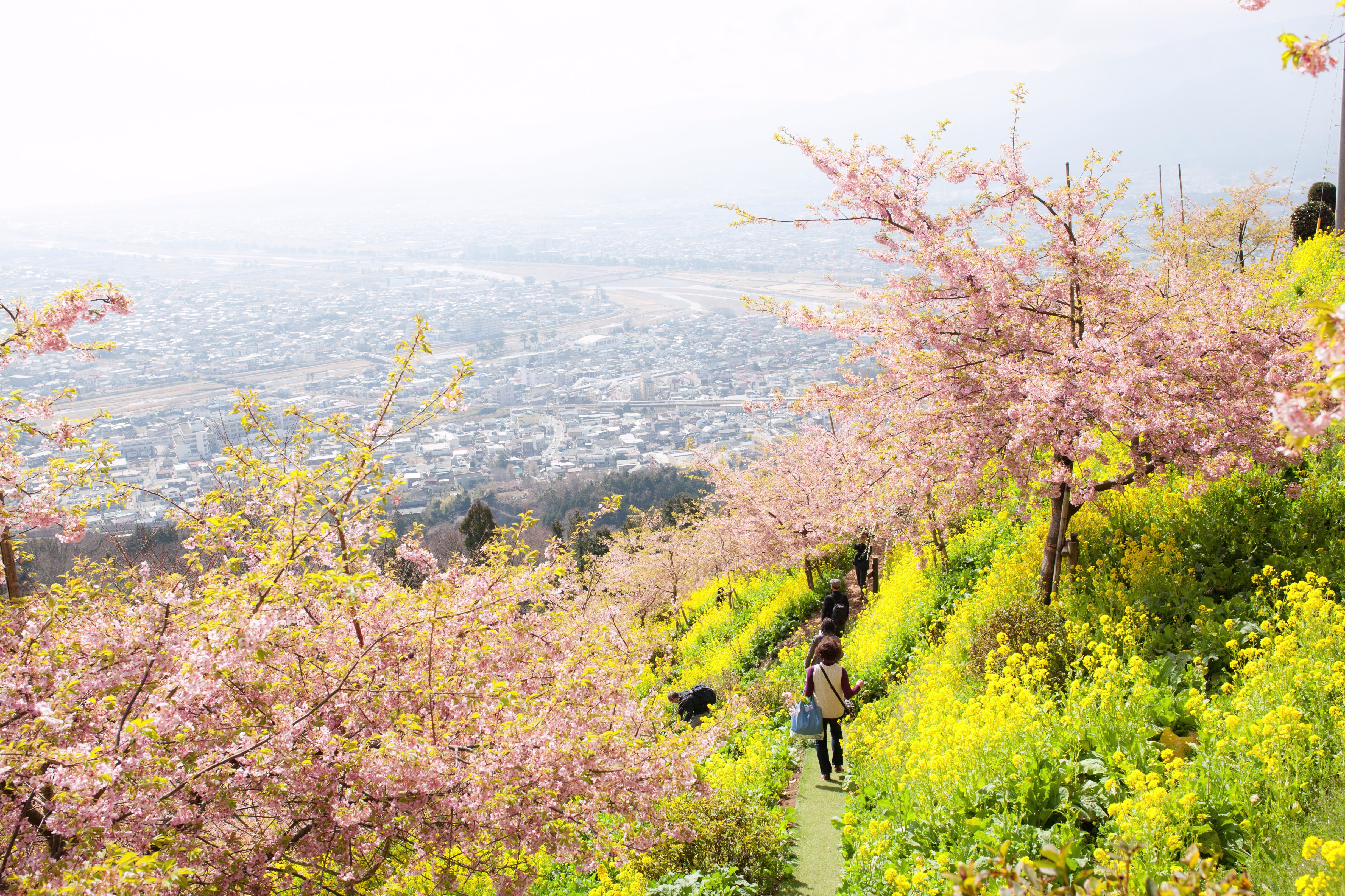 画像関連:松田山