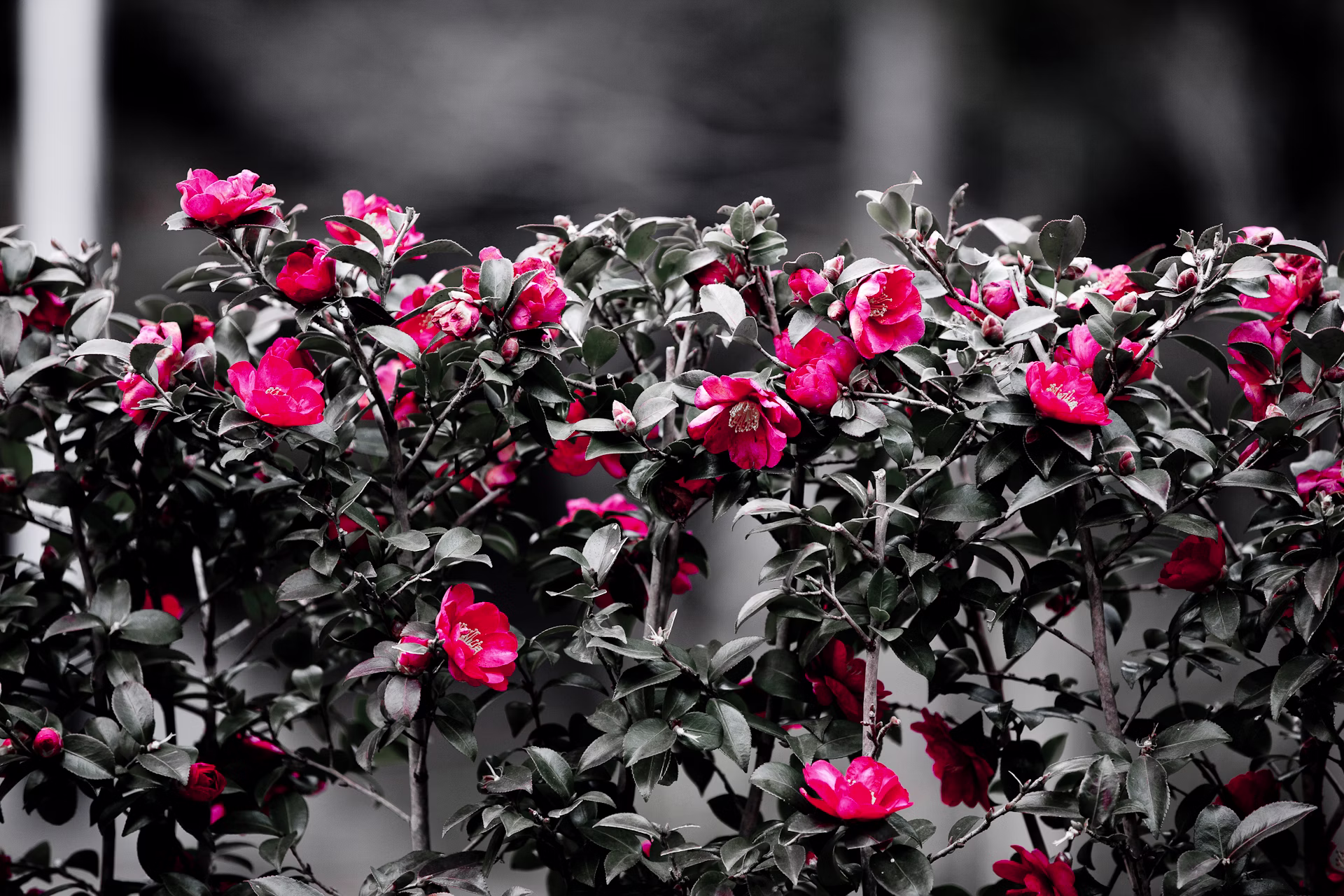 画像関連:Picasa web の画像