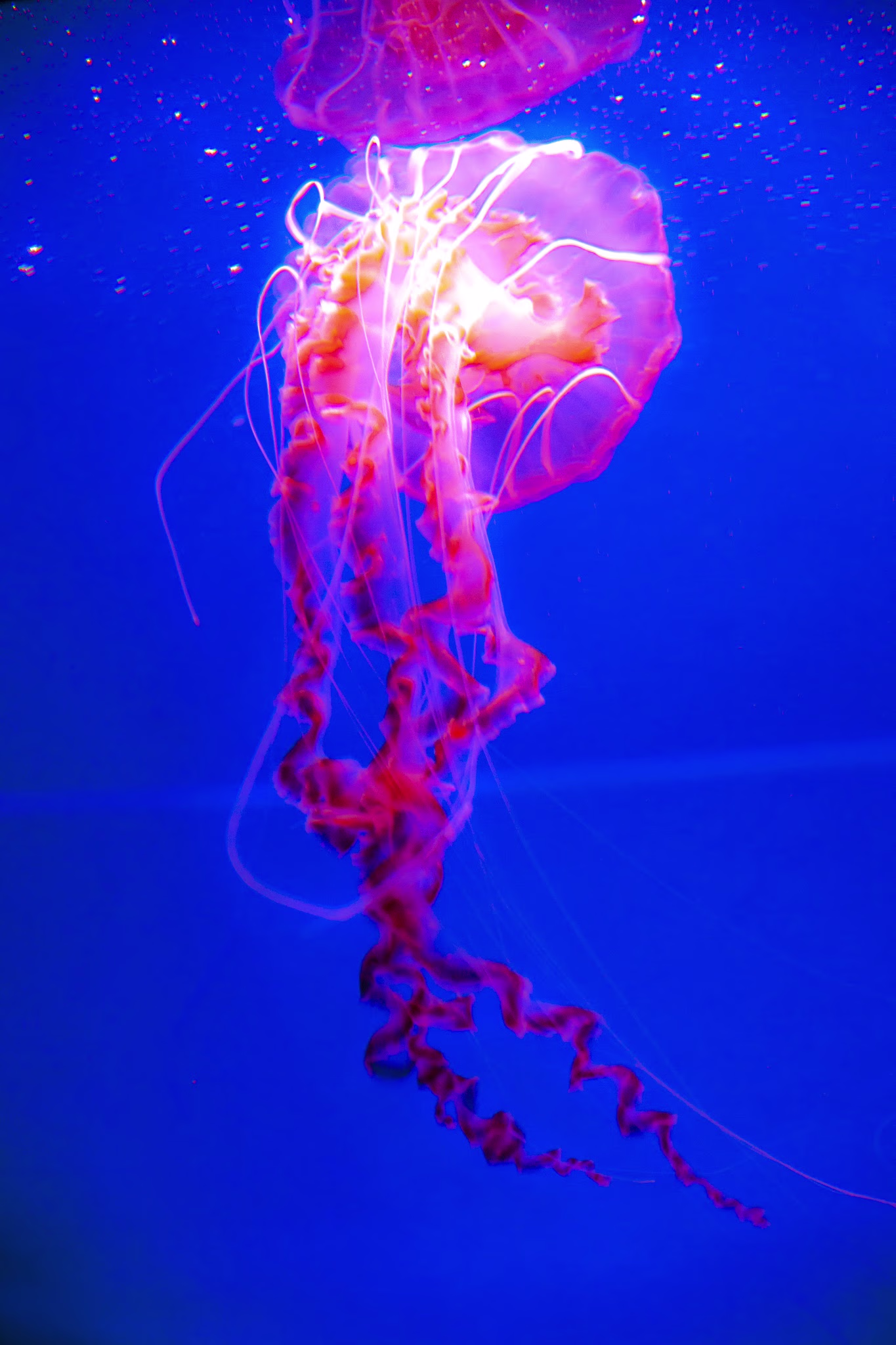 画像関連:江ノ島水族館