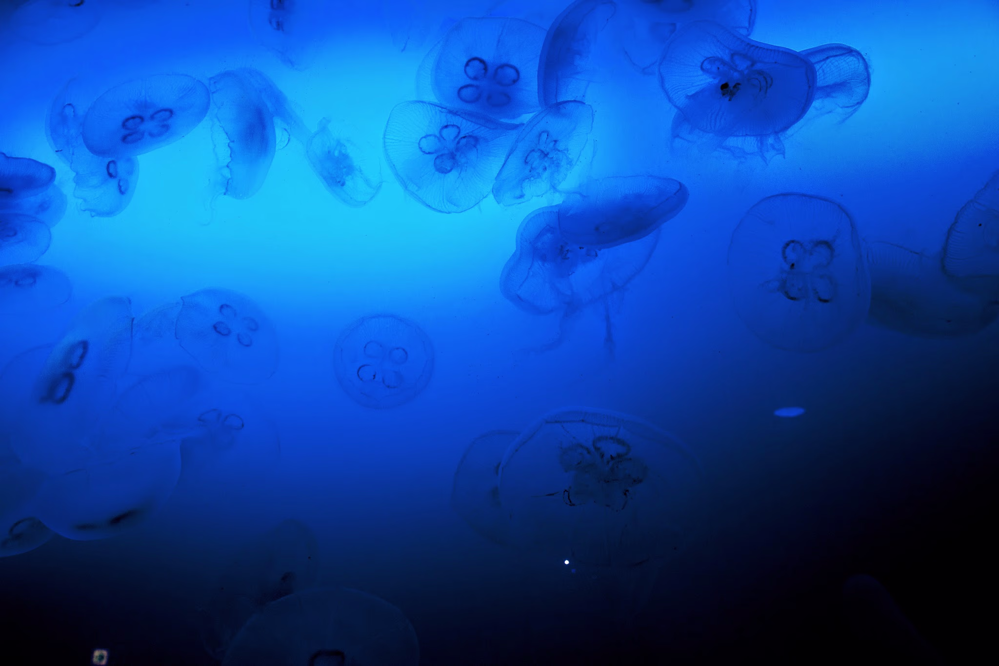 画像関連:江ノ島水族館